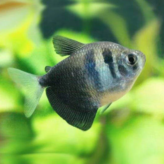 Black Widow Tetra 3cm (Group of 10)