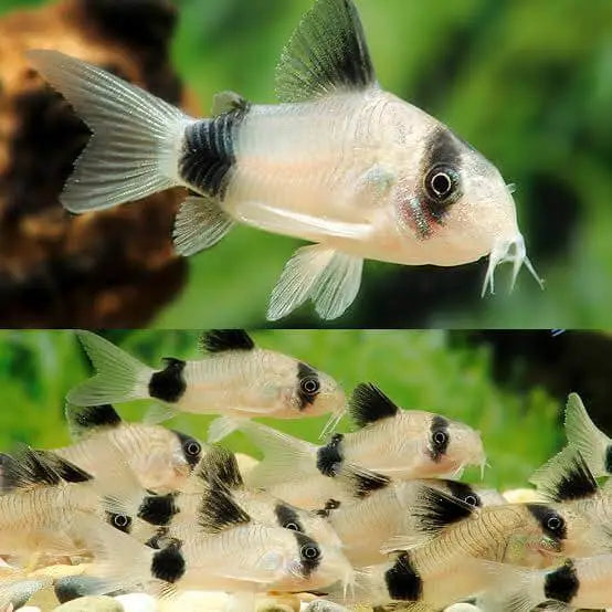 Corydoras Panda 3cm