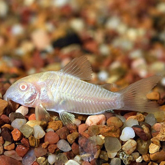 Corydoras Aeneus Albino Bronze 2.5cm