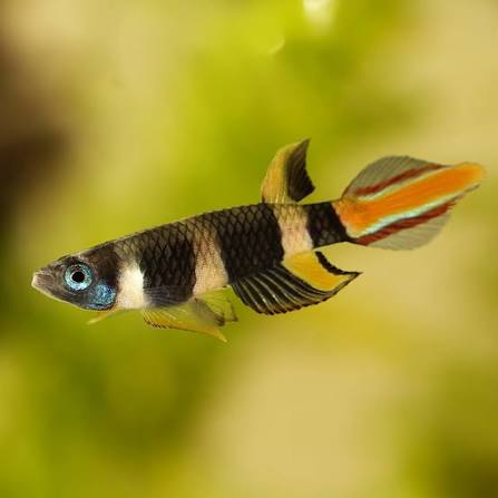 Clown Killifish Rocket Fish 2-2.5cm