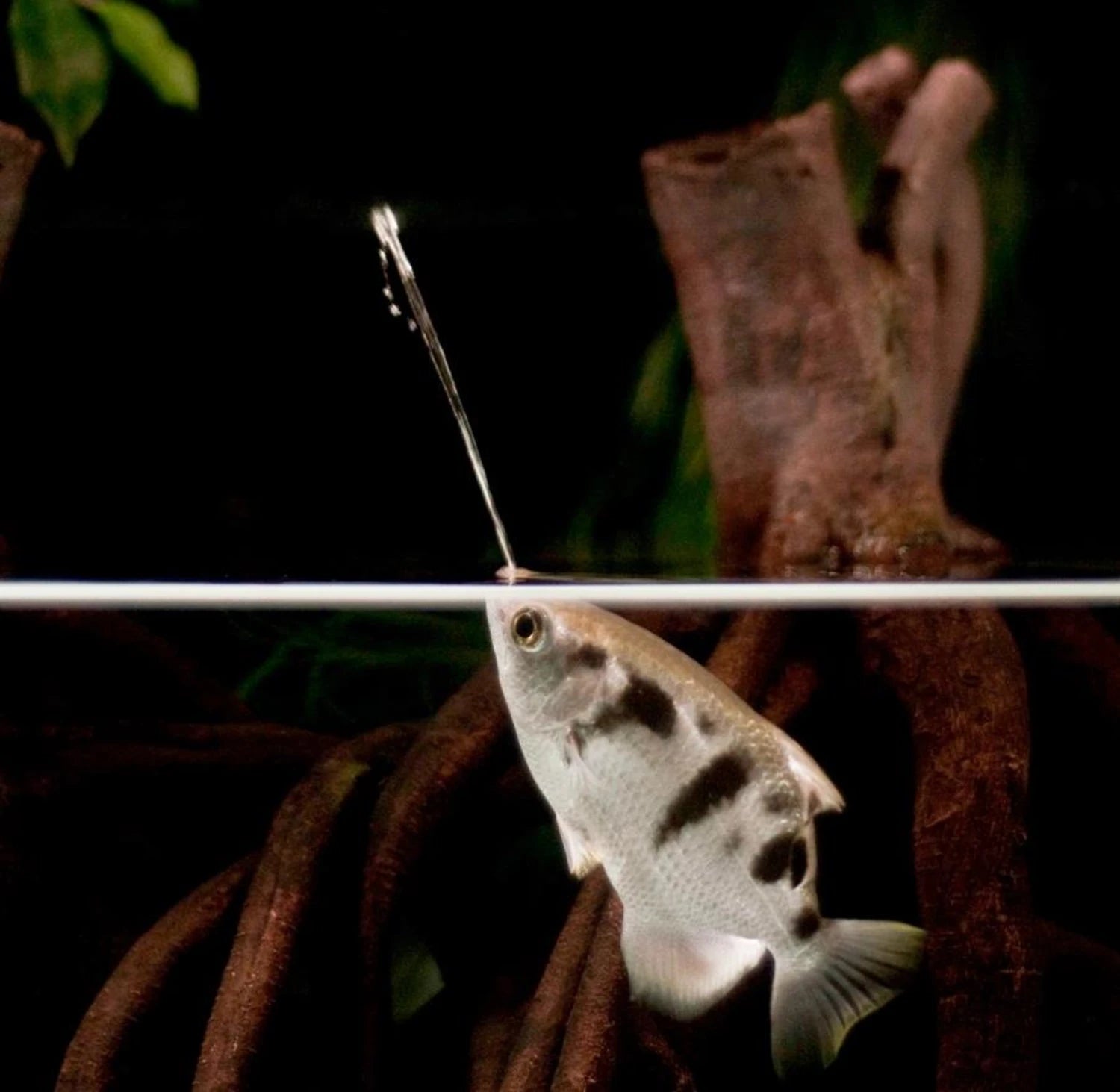 Fish in an aquarium with a dark background