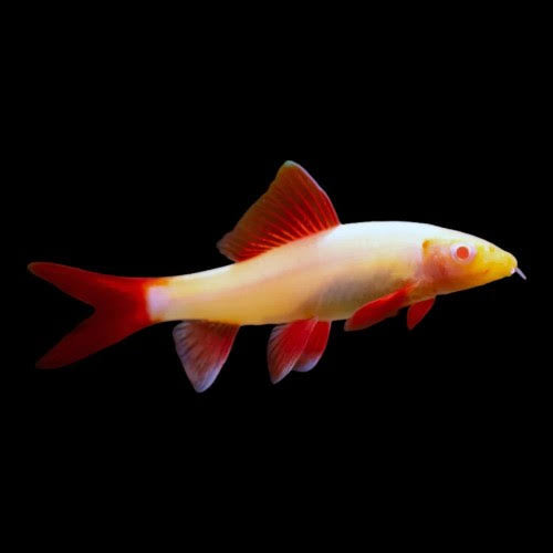 Albino Rainbow Shark 5cm