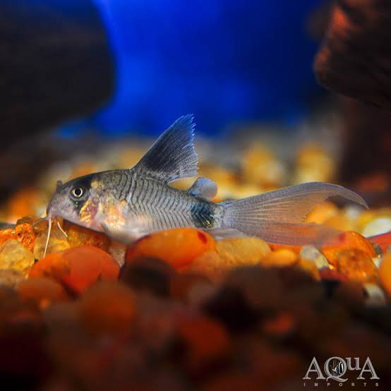 Corydoras Panda Long Fin 3cm