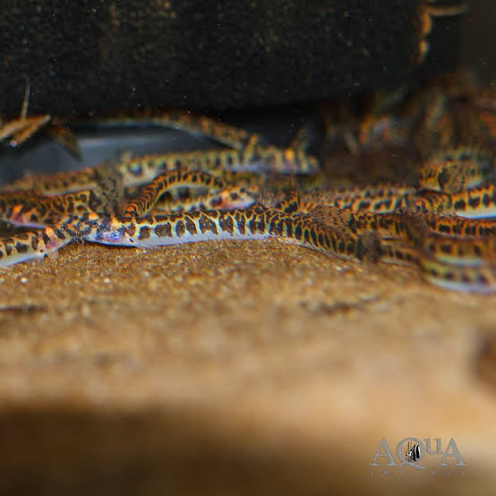 Spotted Kuhli Loach (Pangio Shelfordi) 4cm