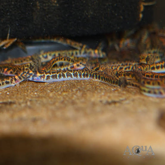 Spotted Kuhli Loach (Pangio Shelfordi) 4cm