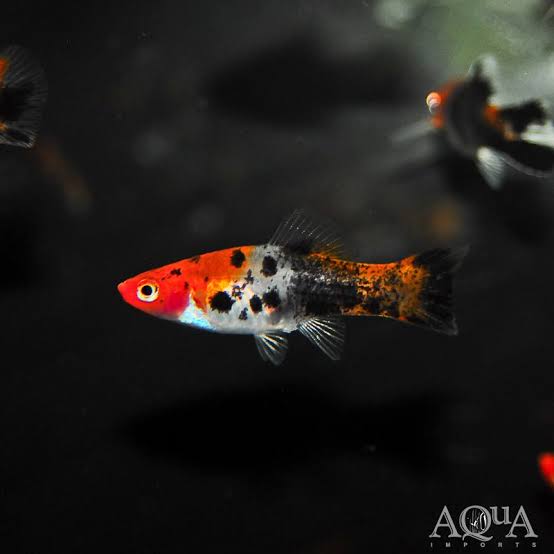 Sanke Swordtail 4cm