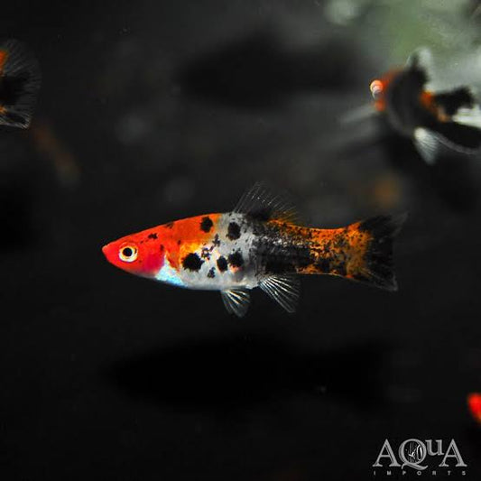 Sanke Swordtail 4cm