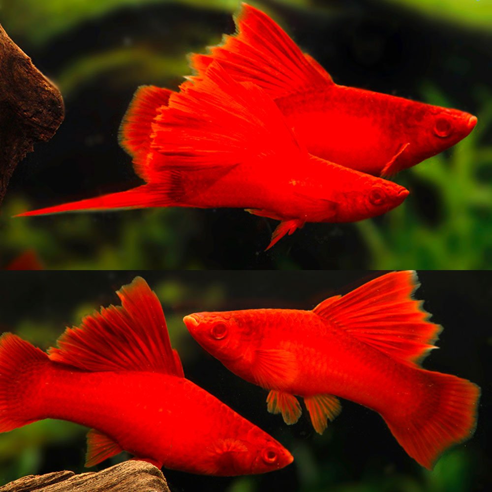 Albino Firecracker Swordtail 5cm