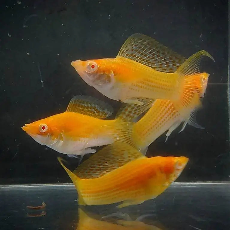 Albino Orange Sailfin Lyretail Molly 5cm