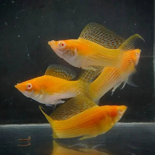Albino Orange Sailfin Lyretail Molly 5cm