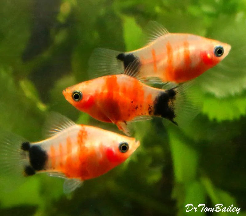 Tiger Platy 3cm