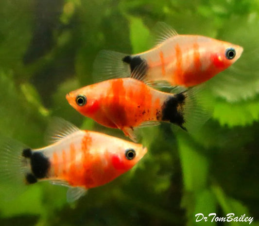 Tiger Platy 3cm