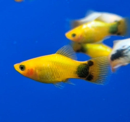 Yellow Mickey Mouse Platy 3cm