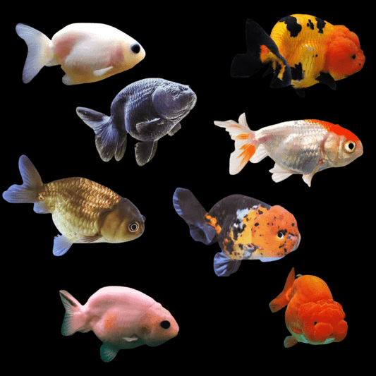 Assorted Ranchu Goldfish