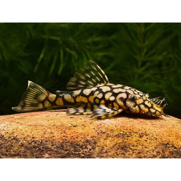 Honeycomb Bristlenose Pleco L519 4-5cm RARE
