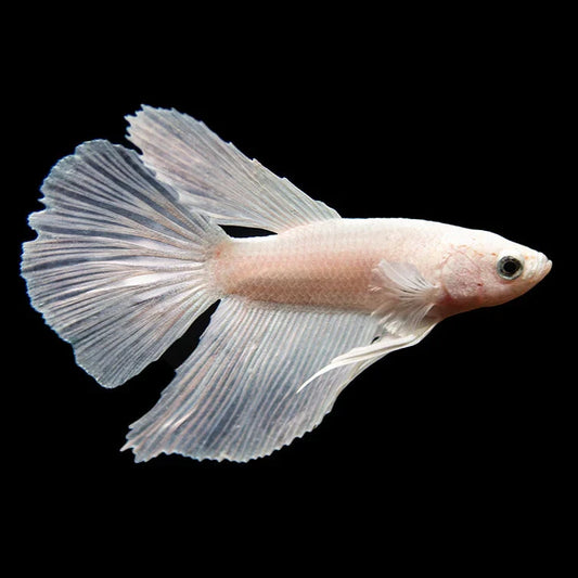 White Halfmoon Male Betta 5cm