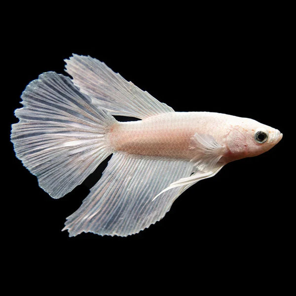 White Halfmoon Male Betta 5cm