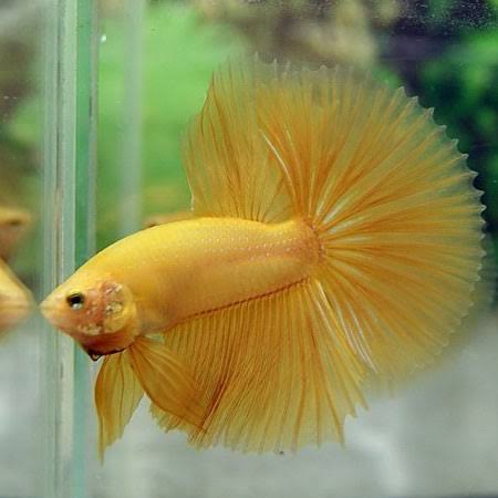 Super Yellow Halfmoon Male Betta 5cm