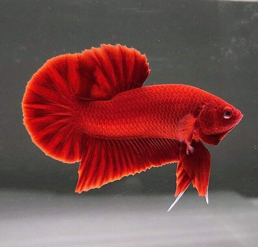 Red Halfmoon Plakat Male Betta 3-4cm