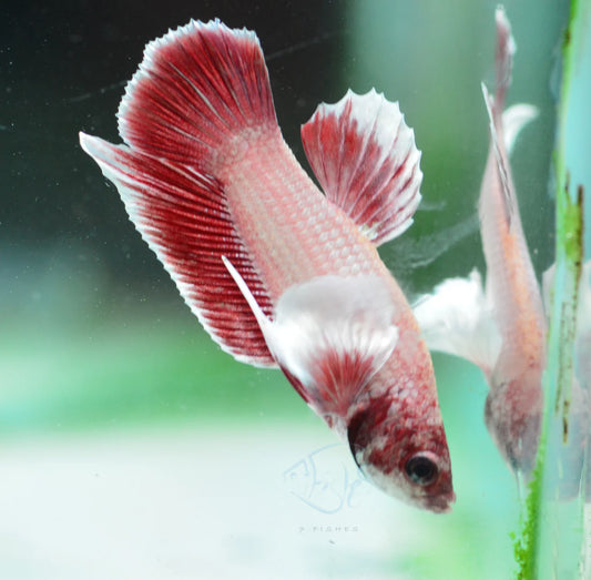 Pastel Red Dumbo Plakat Male Betta 3cm