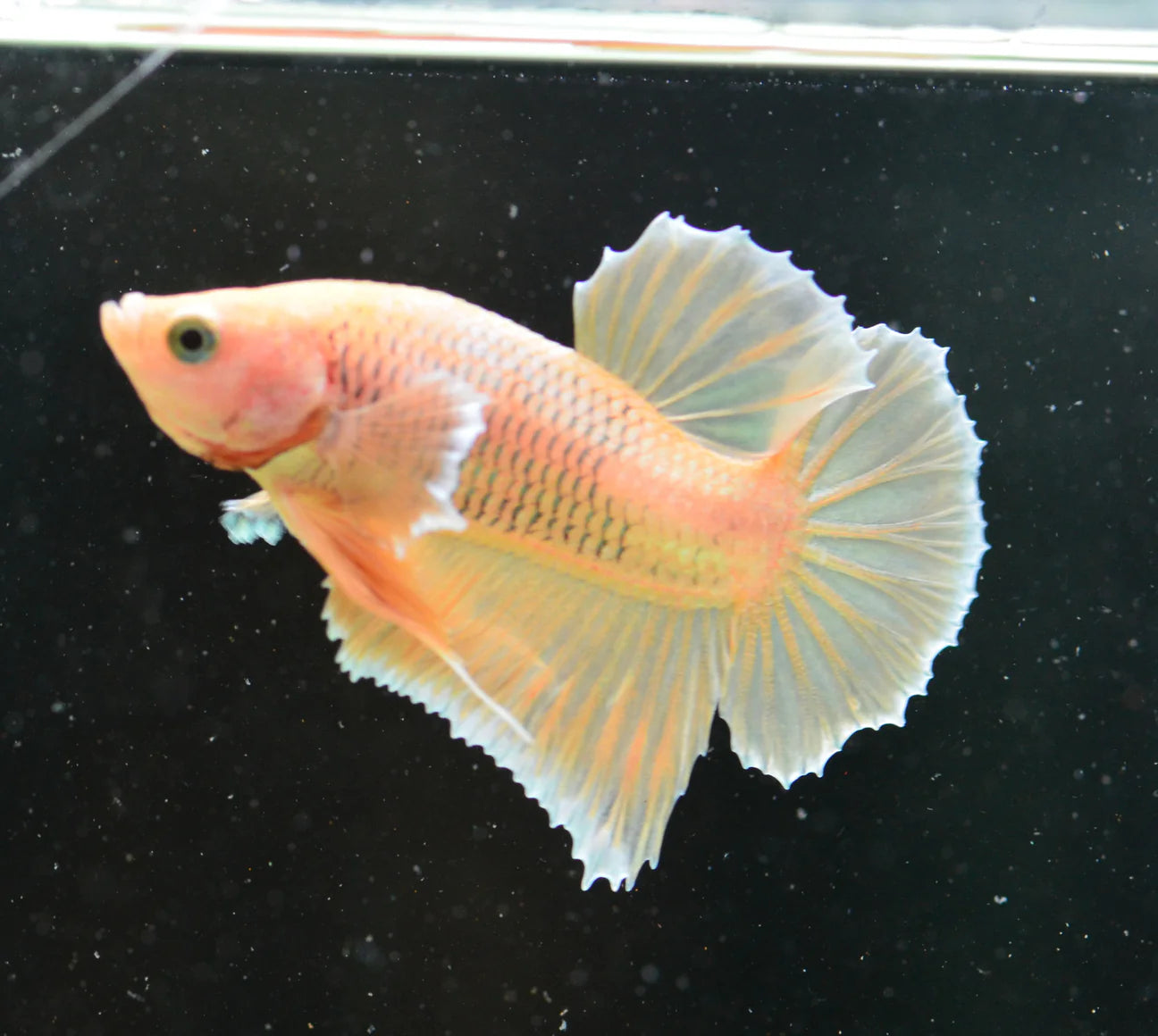 Gold Plakat Male Betta 3cm