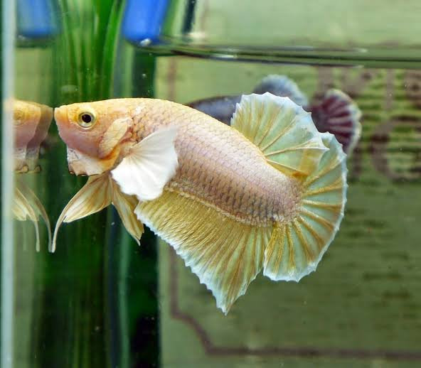 Gold Dumbo Half Moon Plakat Male Betta 4cm