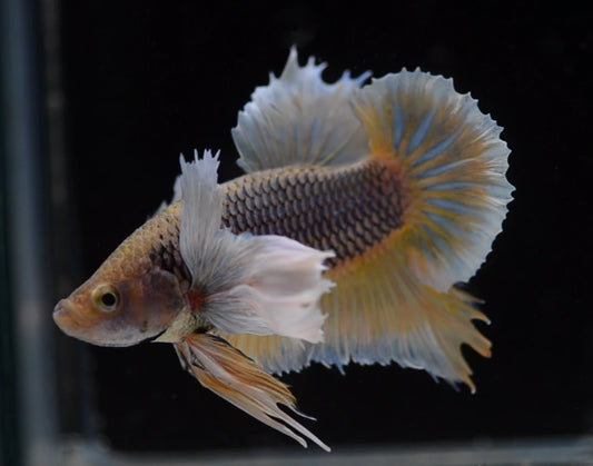 Dumbo Halfmoon Plakat Male Betta 4cm