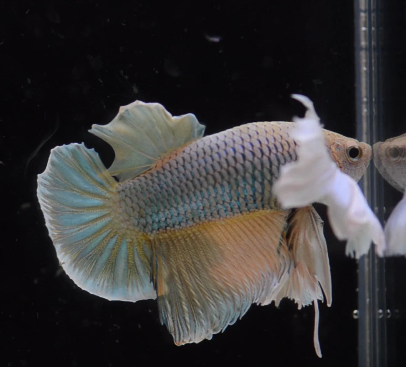 Dumbo Halfmoon Plakat Male Betta 4cm
