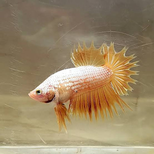 Yellow Gold Crowntail Plakat Male Betta 3-4cm