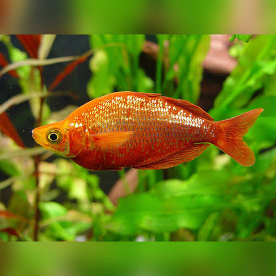 Red Rainbowfish 5cm (Mostly Female)