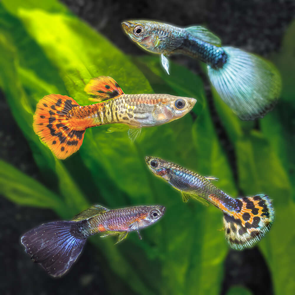 Assorted Male Guppy