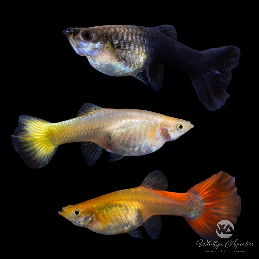 Assorted Female Guppy 3cm