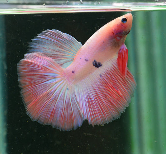 Pink Purple Halfmoon Betta Male 4cm