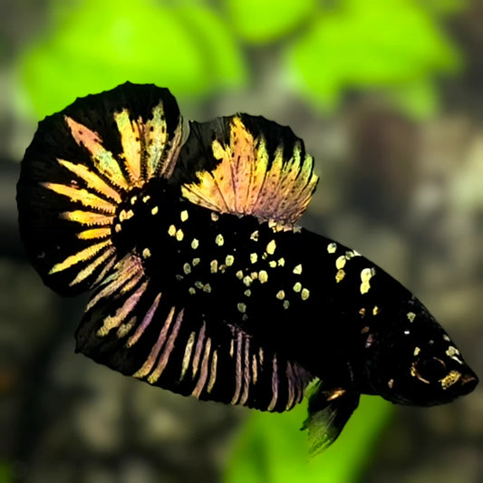 Copper Gold Avatar Halfmoon Plakat Male Betta 4cm
