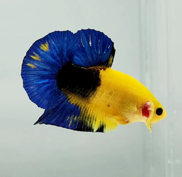 Yellow Hellboy HMPK Male Betta 4cm