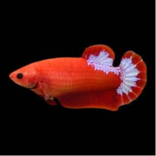 Red Hellboy HMPK Female Betta 4cm