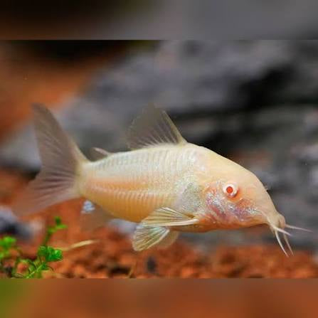 Corydoras Aeneus Albino 3cm