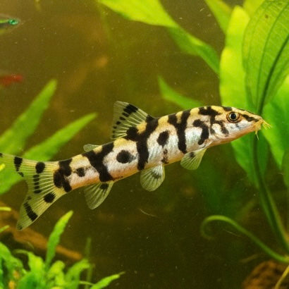 Yoyo Pakistani Loach 4-4.5cm