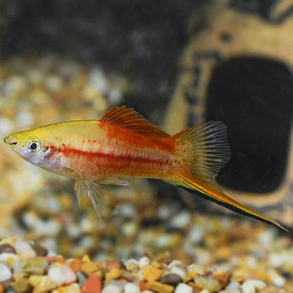 Pineapple Swordtail 4cm