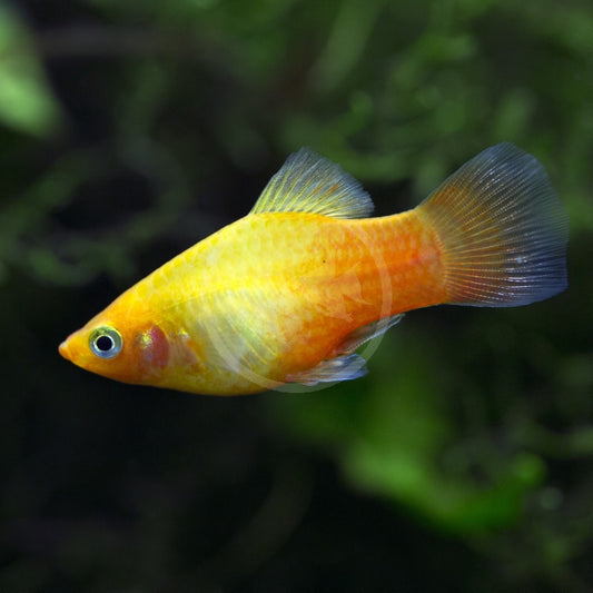 Golden / Yellow Platy 3.5cm (Group of 5)
