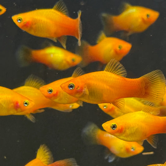 Sunset Platy 3.5cm (Group of 5)