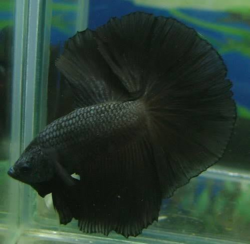 Black Halfmoon Male Betta 5cm