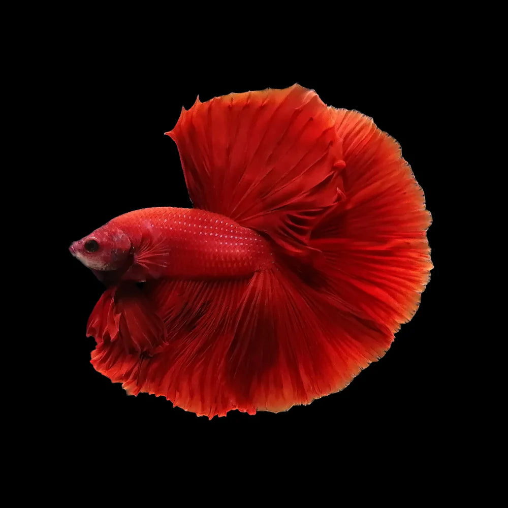 Red Halfmoon Male Betta 5cm