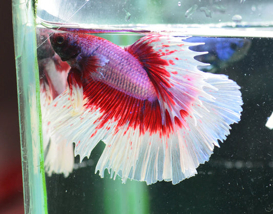 Assorted Butterfly Male Betta 5cm