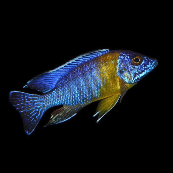 Maulana Bi-colour Peacock Cichlid 5cm