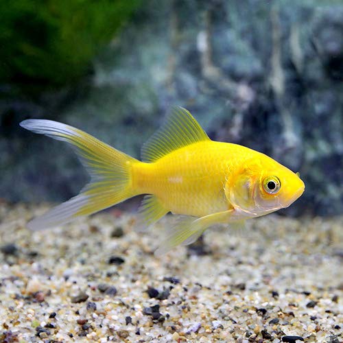 Golden Comet Goldfish 5cm (Group Of 10)