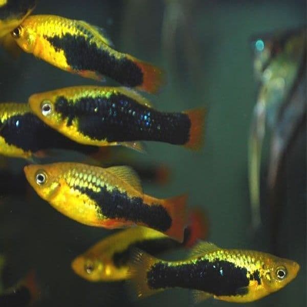 Neon Coral Tuxedo Variatus Platy 3cm