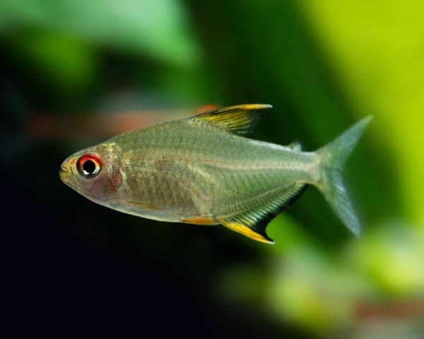Lemon Tetra 2cm