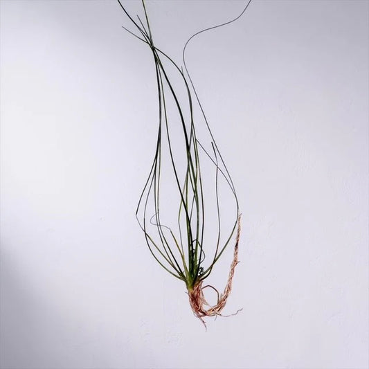 Eriocaulon sp. "Japan Needle Leaf" (RARE)
