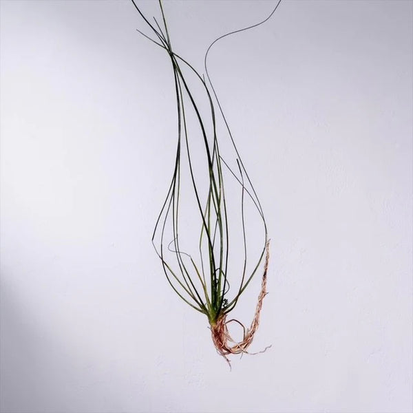 Eriocaulon sp. "Japan Needle Leaf" (RARE)